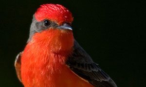 vermilion flycatcher