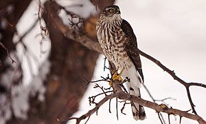 immature sharp-shinned hawk