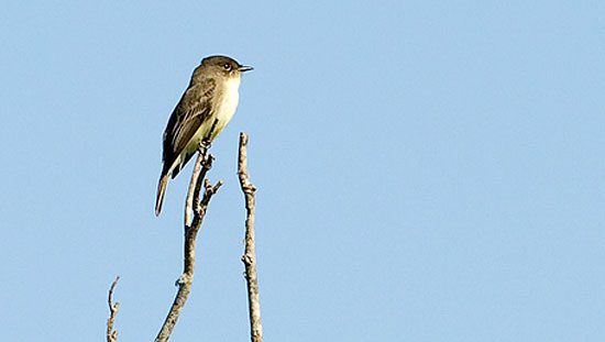 flycatcher eastern phoebe