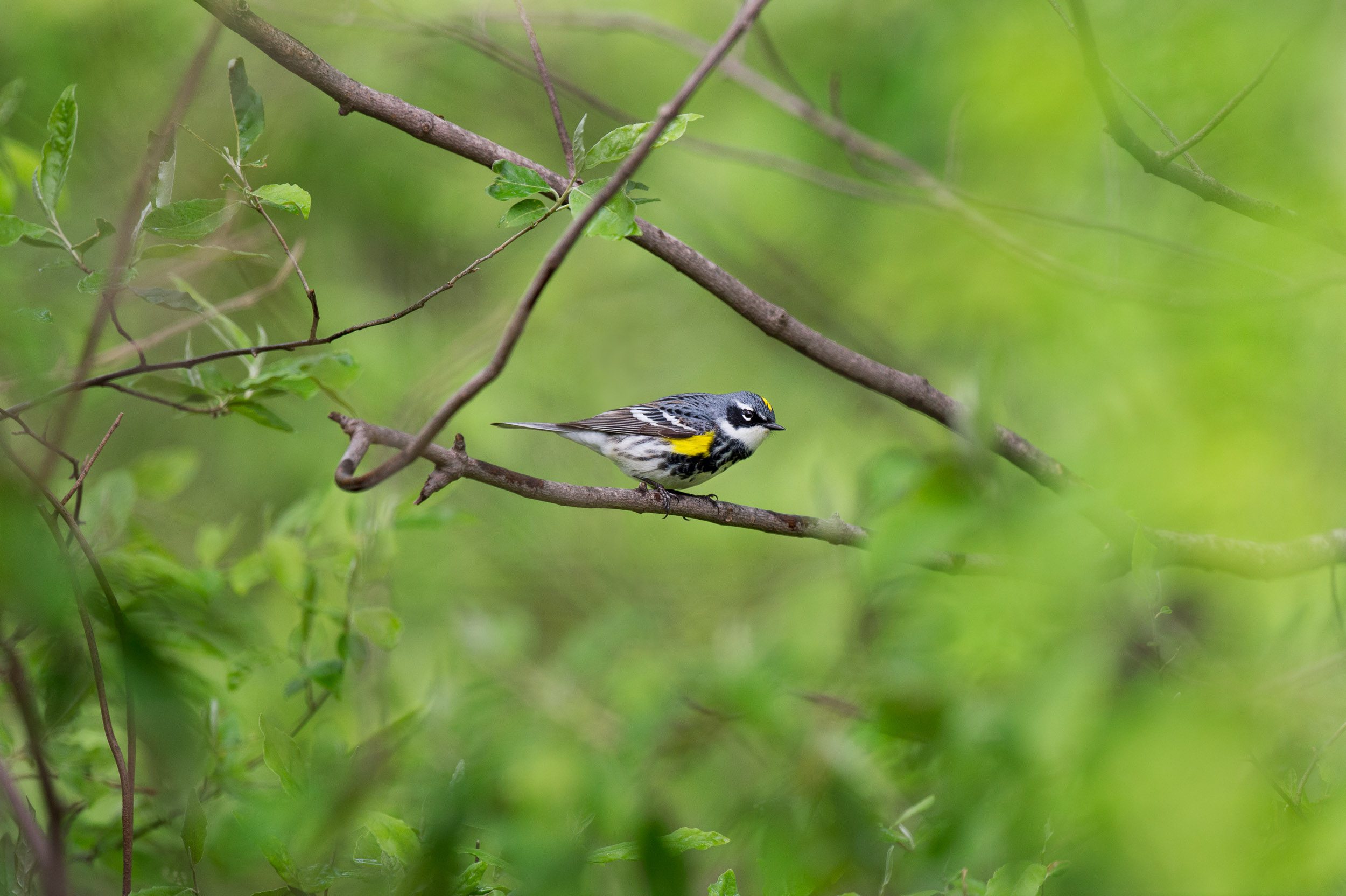 Yellow-rumped Warbler by Ray Hennessy