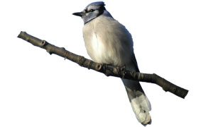 blue jay