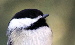 black-capped chickadee