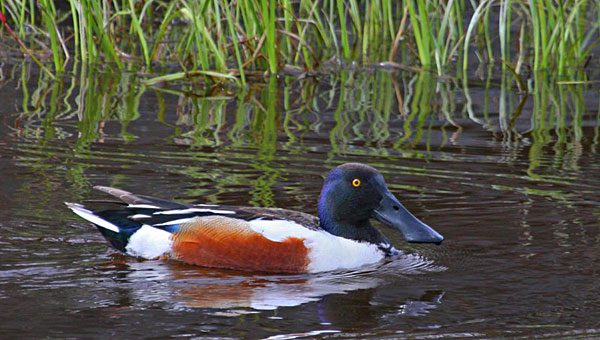 northern shoveler duck