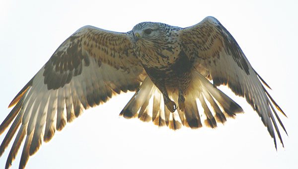 rough-legged hawk