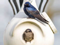 a gourd nest box with a Purple bird perched on it and another bird looking out of the house.