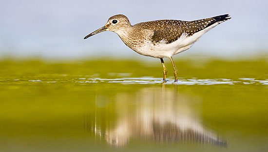 solitary sandpiper