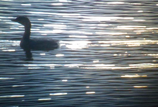 pied-billed grebe digiscoped phone