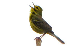 prairie warbler