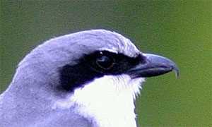 loggerhead shrike