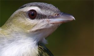 red-eyed vireo