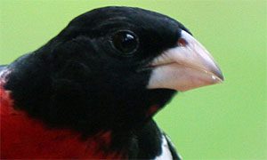 rose-breasted grosbeak