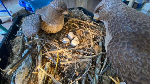 Sculpture of two hawks standing at their nest, with three eggs, one of them hatching