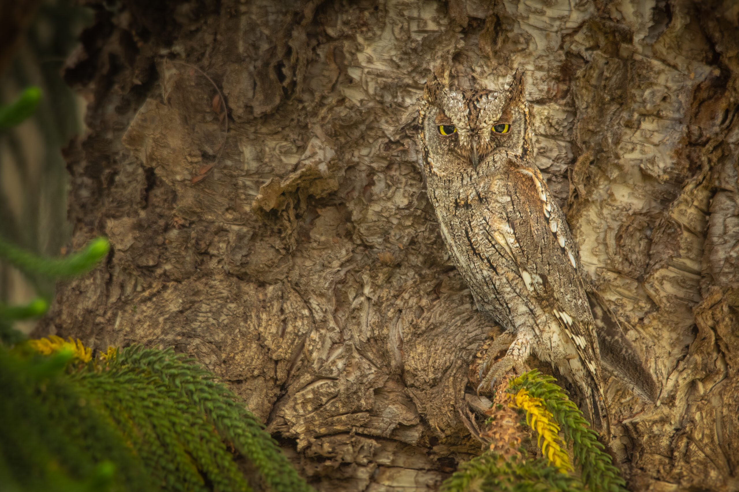 A brown and beige owl is patterned just like the tree where it perches.