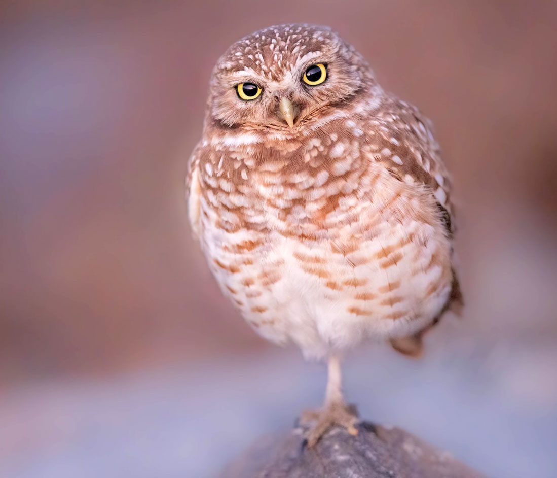 A brown and white patterned bird with yellow eyes and a small bill, stands on one foot.