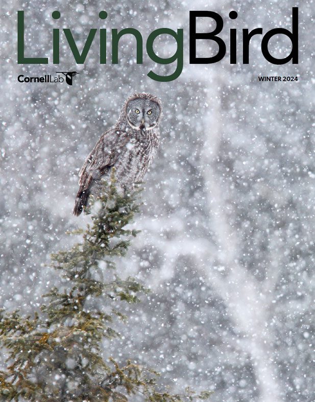 A large gray bird with a circular face and yellow eyes perches on a tree in the snow.