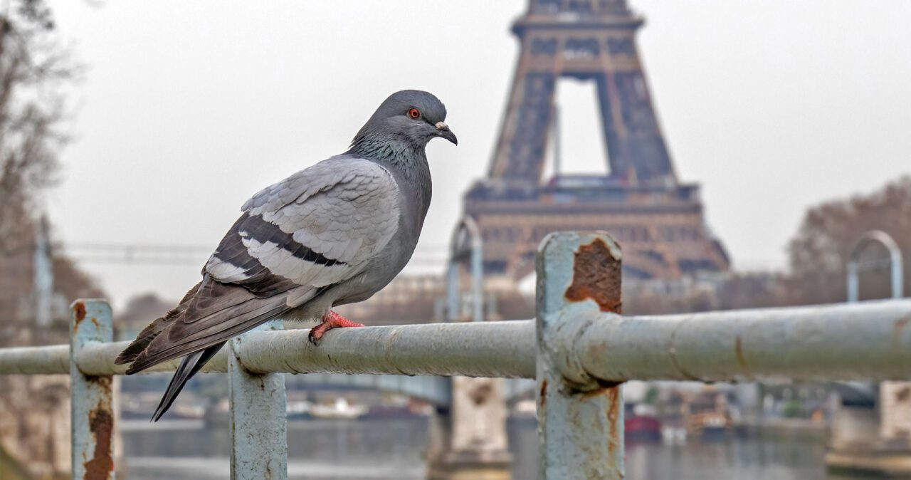 Bird if different greys with a red eye and dark pink feet stands on a railing in urban setting.