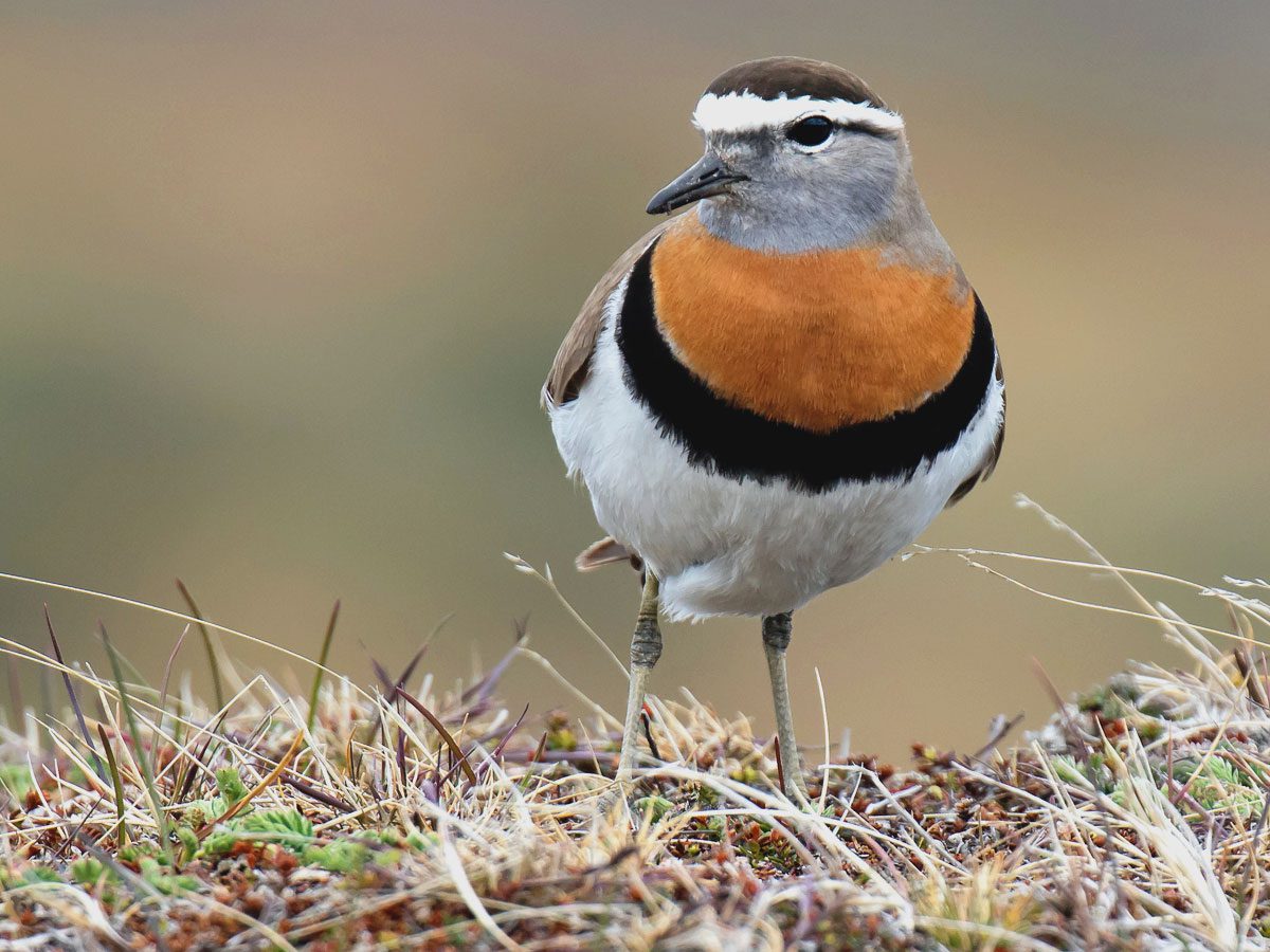 A bird striped brown (crown), white (eyebrow), black (eye stripe), gray (face & neck), russet (chest), black (necklace) and white (abdomen) stands in grass.