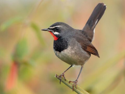 A brown, beige, and black bird with a red throat and long, upright tail.