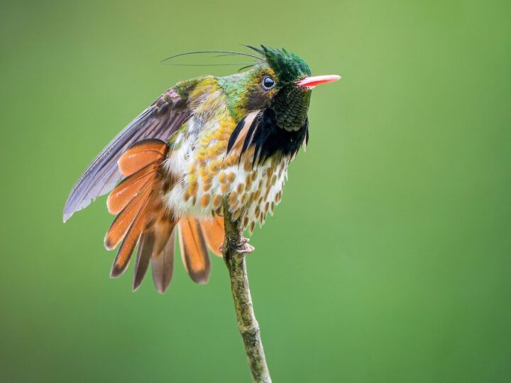 A bird with feathers splayed out--green, long head and gorget feathers, white and gold abdomen feathers, orange and brown tail feathers.