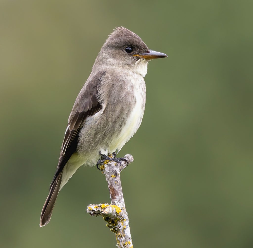 Grayish bird with yellow wash and pale belly perches on a branch.