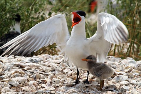 Caspain Tern adult and chick