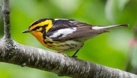 Blackburnian Warbler by Alix d