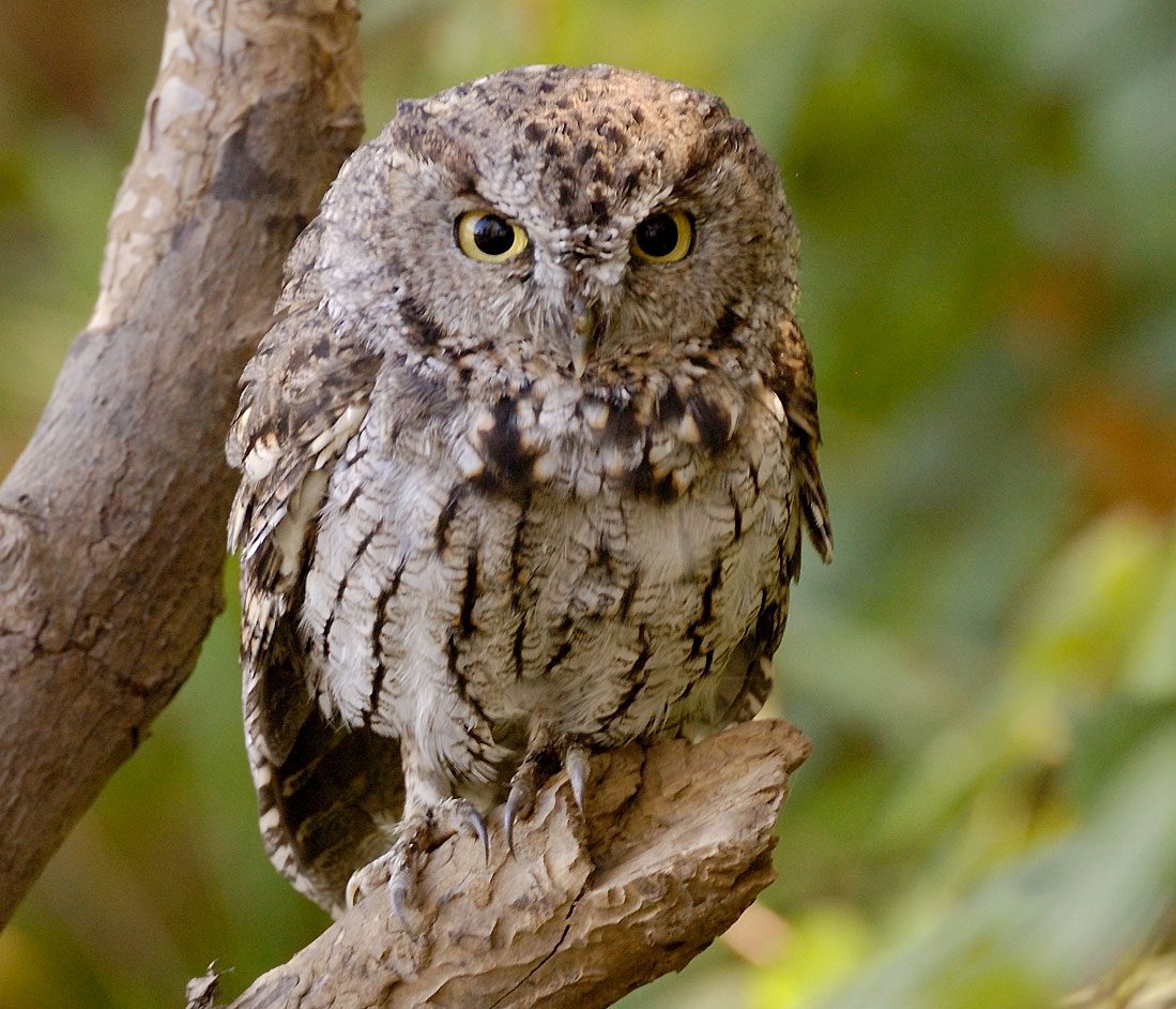 A gray and brown and taupe streaky bird with small ear tufts, yellow eyes and small bill.