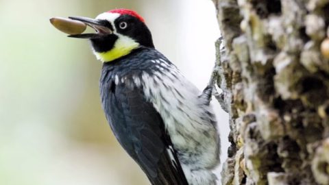 acorn woodpecker