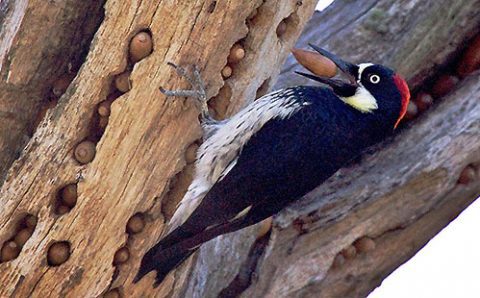 Acorn Woodpecker