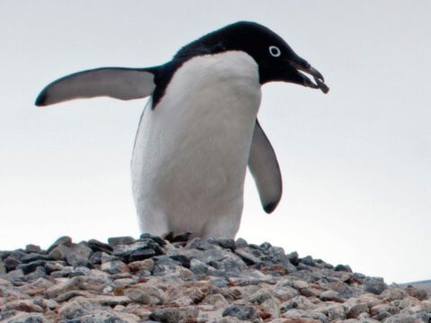 White and black bird stands on a hill of rocks.