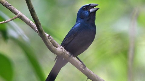 Amazonian Grosbeak by Tini & Jacob Wijpkema, ML121543601