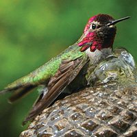 Anna’s Hummingbird by Nancy Starczyk.