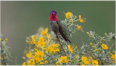 Anna’s Hummingbird by Michael Renzi, 2015 GBBC