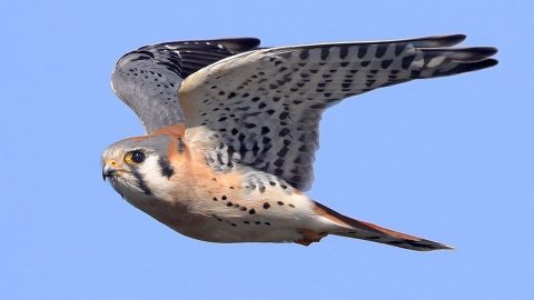 American Kestrel by Matt Davis/Macaulay Library 86471391-FI