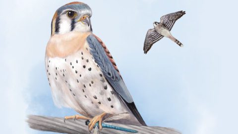 American Kestrel illustration by Jillian Ditner