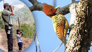 Alex Mesquita, ebirder of the month, Kaempfer