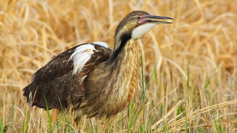 American Bittern