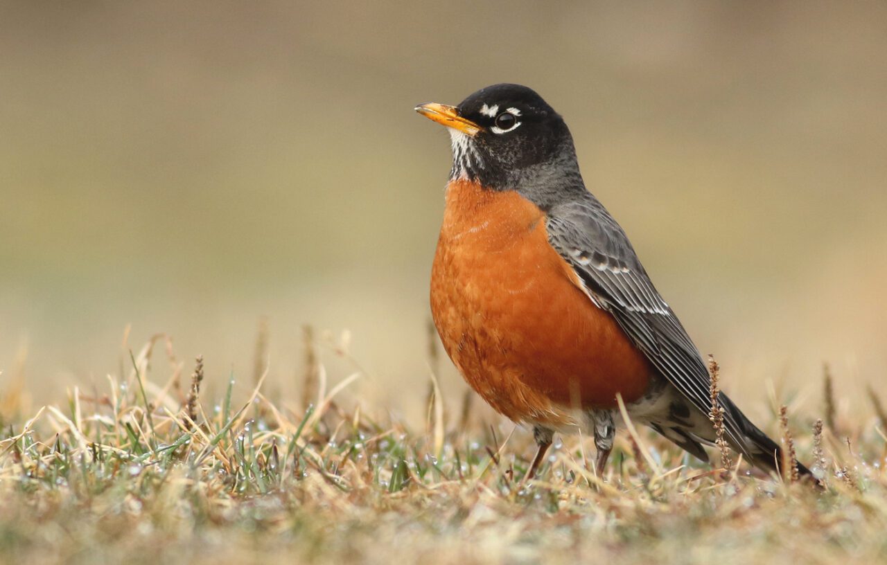 A black/gray bird with a russet red breast and yellow bill stands in the wet grass.