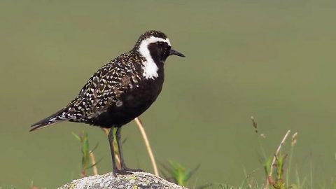 American Golden Plover