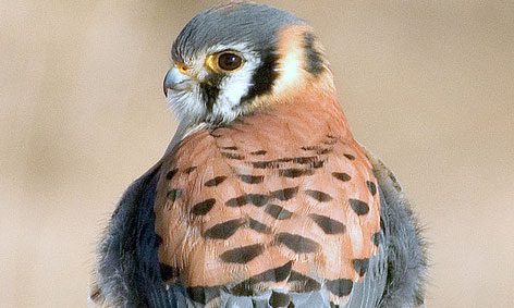 american kestrel by michael hogan