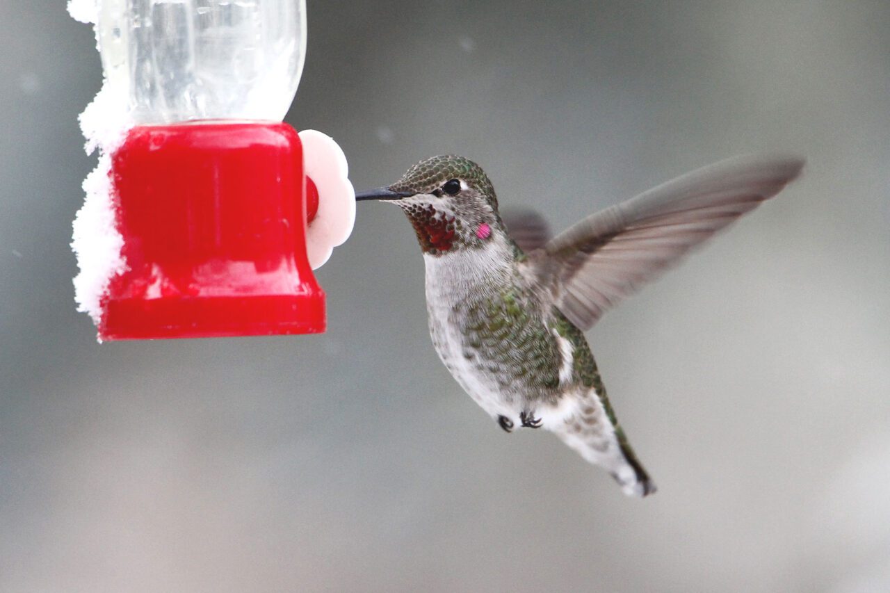 A grayish hummingbird with a few pink throat feathers hovers at a bird feeder with some snow on it.