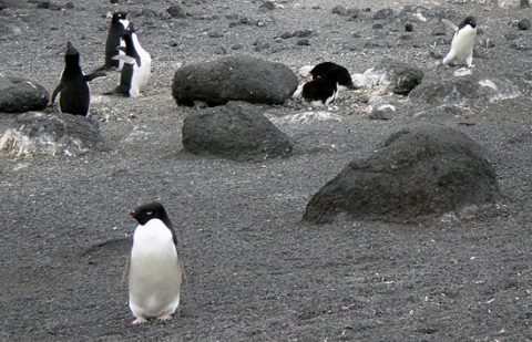 penguins