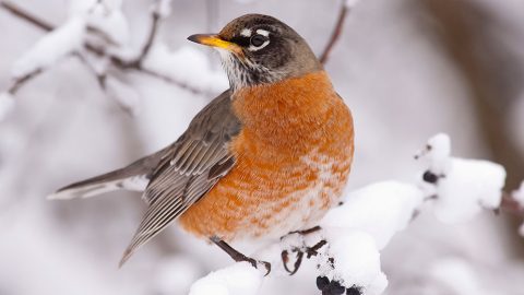 American Robin by David Stimac