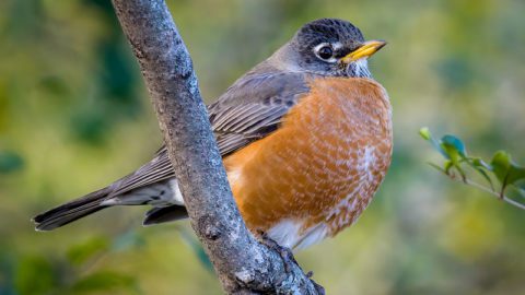 American Robin by Jim Pottkotter.