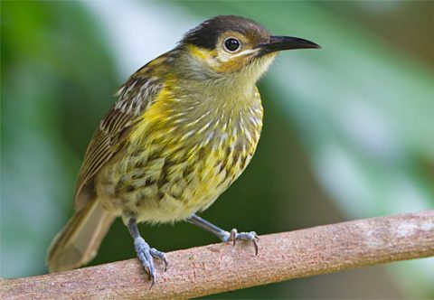 endemic birds of australia wet tropics like this honeyeater