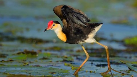 A waterbird of Australia