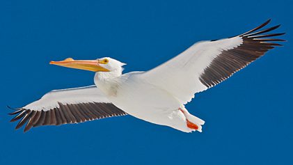 American White Pelican by Michael Andersen