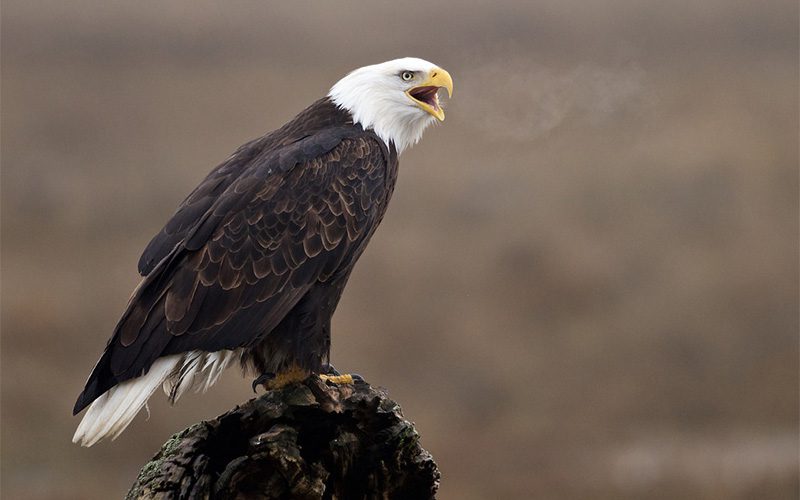 Bald Eagle by Simon Richards via Birdshare