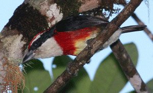 sira barbet by Mike Harvey