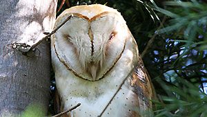 Barn Owl by John Flaskerud